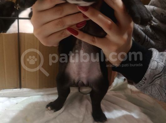 Blue Merle Taşıyıcı French Bulldog Bebeklerimiz görsel