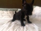 Blue Merle Taşıyıcı French Bulldog Bebeklerimiz
