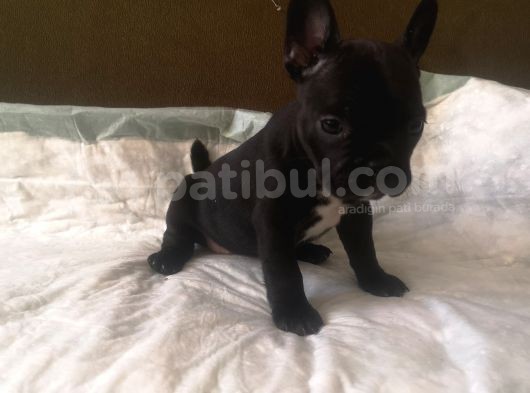 Blue Merle Taşıyıcı French Bulldog Bebeklerimiz görsel
