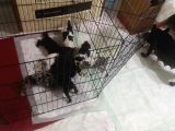Blue Merle Taşıyıcı French Bulldog Bebeklerimiz