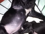 Blue Merle Taşıyıcı French Bulldog Bebeklerimiz