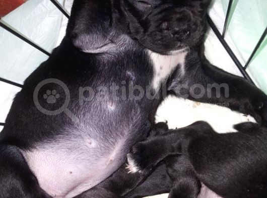 Blue Merle Taşıyıcı French Bulldog Bebeklerimiz