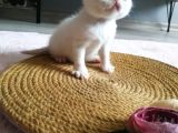 Show Kalite Exotic Shorthair Erkek Yavrular