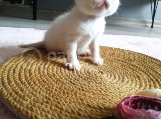 Show Kalite Exotic Shorthair Erkek Yavrular görsel