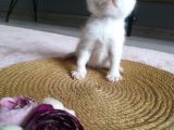 Show Kalite Exotic Shorthair Erkek Yavrular