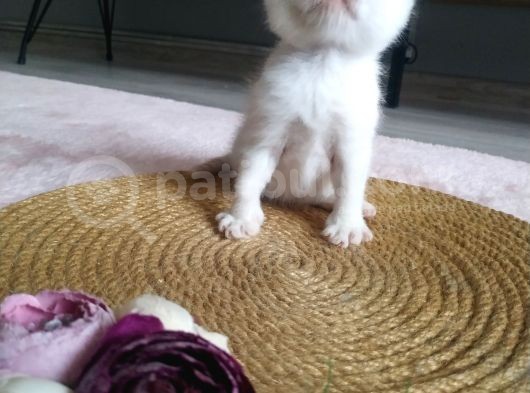 Show Kalite Exotic Shorthair Erkek Yavrular görsel