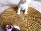 Show Kalite Exotic Shorthair Erkek Yavrular