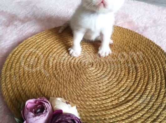 Show Kalite Exotic Shorthair Erkek Yavrular