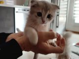 Oğlumuza Yeni Yuva Arıyoruz