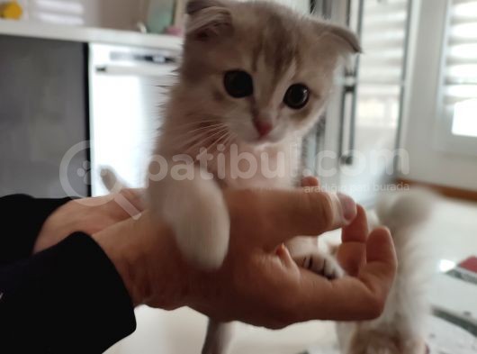 Oğlumuza Yeni Yuva Arıyoruz görsel