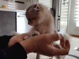 Oğlumuza Yeni Yuva Arıyoruz