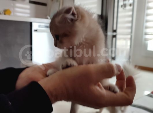 Oğlumuza Yeni Yuva Arıyoruz görsel
