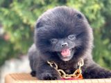 Safkan Pomeranian Boo Yavrularımız