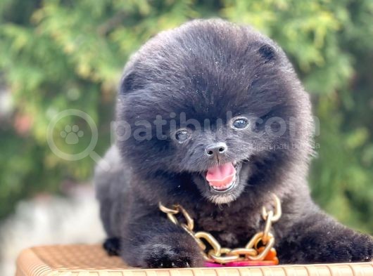 Safkan Pomeranian Boo Yavrularımız görsel