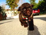 Toy Poodle Yavrularımız