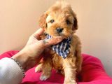 Maltipoo Mix Irk Sevimli Yavrular