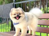 15 Aylık Ayıcık Surat Pomeranian Boo