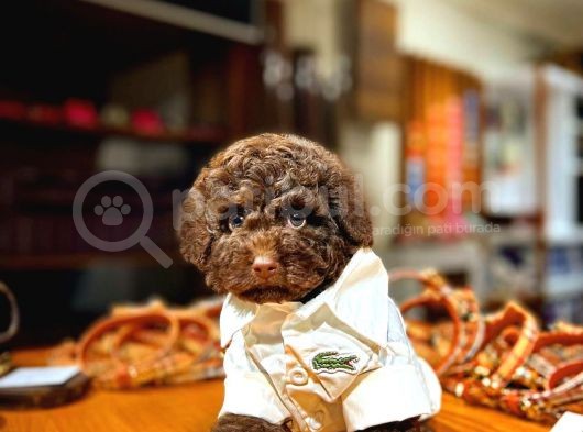 Toy Poodle Yavrularımız