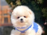 Ayı Surat Sevimli Pomeranian Yavrular