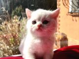 Safkan Scottish Fold Yavrularımız