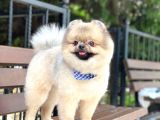 15 Aylık Ayıcık Surat Pomeranian Boo
