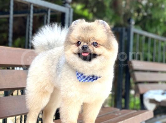 15 Aylık Ayıcık Surat Pomeranian Boo görsel