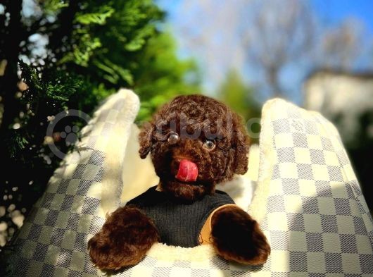 Toy Poodle Yavrularımız görsel