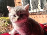 Safkan Scottish Fold Yavrularımız