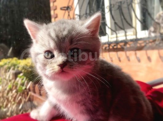 Safkan Scottish Fold Yavrularımız görsel
