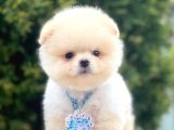Safkan Pomeranian Boo Yavrularımız