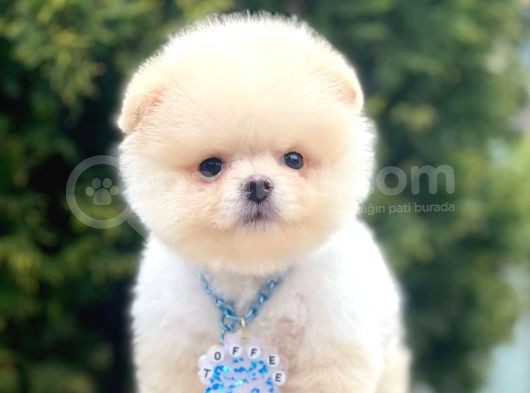 Safkan Pomeranian Boo Yavrularımız