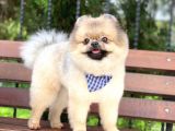 15 Aylık Ayıcık Surat Pomeranian Boo