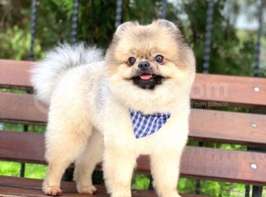 15 Aylık Ayıcık Surat Pomeranian Boo görsel