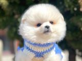Ayı Surat Sevimli Pomeranian Yavrular