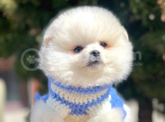 Ayı Surat Sevimli Pomeranian Yavrular görsel