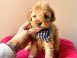 Maltipoo Mix Irk Sevimli Yavrular