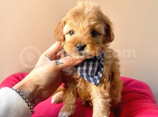 Maltipoo Mix Irk Sevimli Yavrular