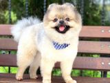 15 Aylık Ayıcık Surat Pomeranian Boo
