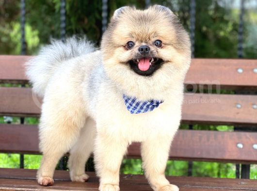 15 Aylık Ayıcık Surat Pomeranian Boo