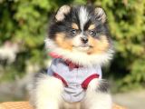 Safkan Pomeranian Boo Yavrularımız