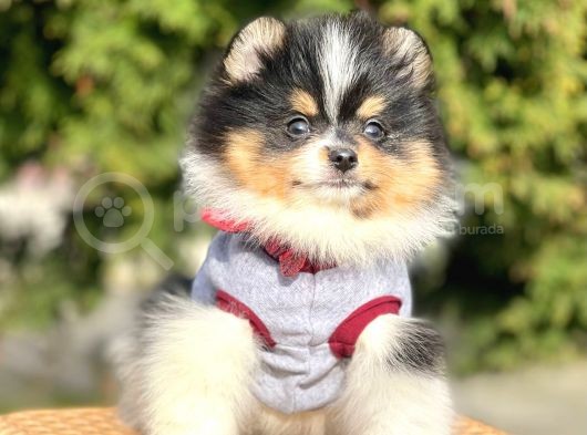Safkan Pomeranian Boo Yavrularımız görsel