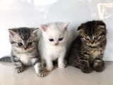 Safkan Scottish Fold Yavrularımız