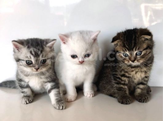 Safkan Scottish Fold Yavrularımız