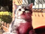 Safkan Scottish Fold Yavrularımız