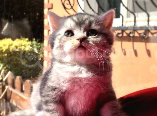 Safkan Scottish Fold Yavrularımız görsel
