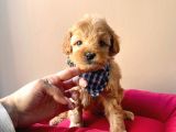 Maltipoo Mix Irk Sevimli Yavrular