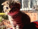 Safkan Scottish Fold Yavrularımız