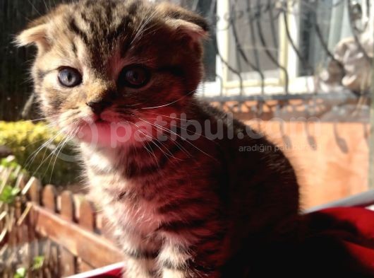Safkan Scottish Fold Yavrularımız görsel