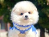 Ayı Surat Sevimli Pomeranian Yavrular