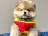 Safkan Pomeranian Boo Yavrularımız